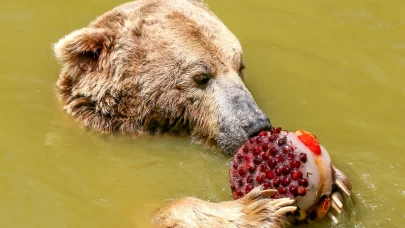 Hayvanlar buzlu kokteyllerle sıcağa karşı korunuyor