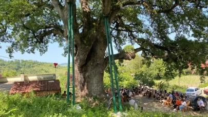 677 yaşında! Kentin en yaşlı ağacı...