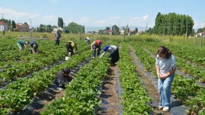 Muş'ta çilek hasadı başladı