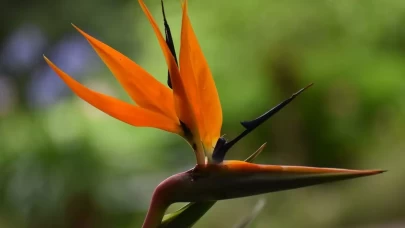 Starliçe Çiçeği Nasıl Bakılır? Evde Püf Teknikleriyle Starliçe Çiçeği Bakımı ve Sulama