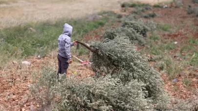 Batı Şeria’da 180 ağaç söküldü