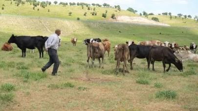 Çoban 1 milyon lira istedi,köylüler imece usulüne döndü