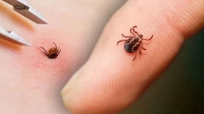 İstanbul’da kene alarmı! O ilçede adeta istila başladı