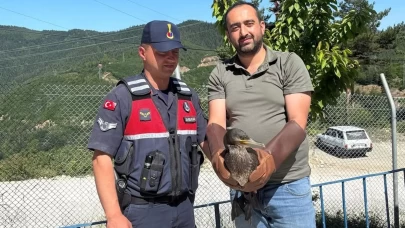 Kastamonu’da yaralı halde bulunan karabatak ve karga yeniden doğaya salındı