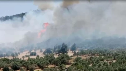 İzmir Foça'daki orman yangını soruşturmasında 1 tutuklama