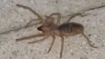 Bir ilde dev örümcek! Zehirli ve etçil olduğu belirtildi