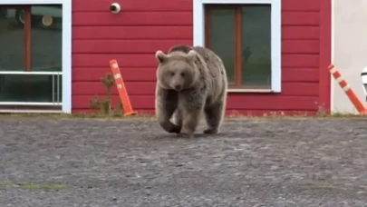 Kars'ta siteye giren ayı korkuttu!