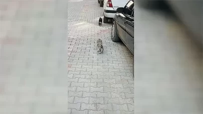 Anne kedi, hasta yavrusunu tedavi için veterinere getirdi