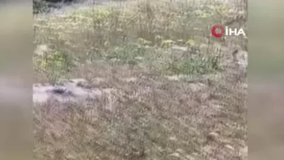 Yılanların dansını çekmek istedi! Az daha canından oluyordu