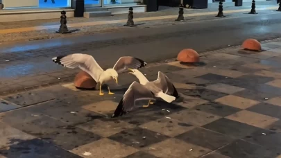 Sosyal medyada "Sinop'un en eğlenceli kavgası" diye paylaşıldı