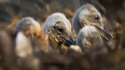 Yaren leyleğin yavruları halkalandı