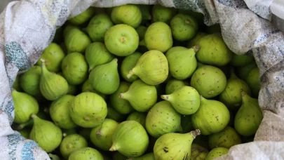 Aydın incirinde 'ilekleme' sezonu başladı