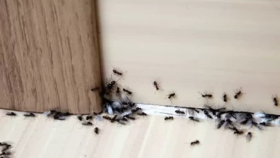 Evdeki karıncalara kesin çözüm nedir? İşte bazı yöntemler