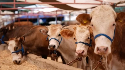 Üreticiye bayram güvencesi: Kurbanlıkları ESK satın alacak! Bakan Yumaklı yeni uygulamayı duyurdu