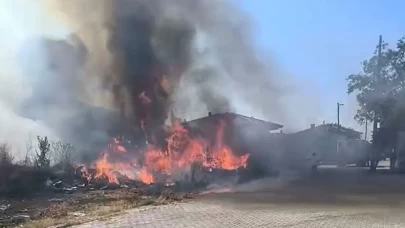 Yalova’da zeytinlikte yangın