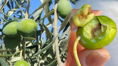 Verimi yarı yarıya azaltabilir! Çiftçilere 'zeytin sineği' uyarısı