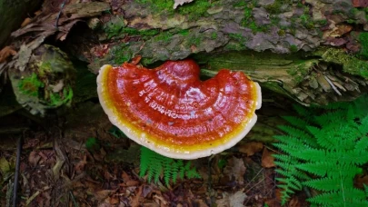 Karaciğer ve böbrek detoksu için Çin’den gelen besin!