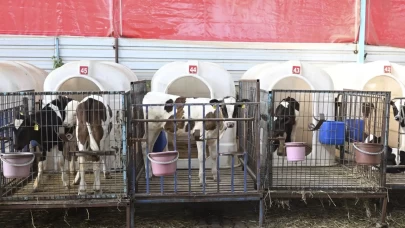 Tahliye edilen hayvanlara özel bakım