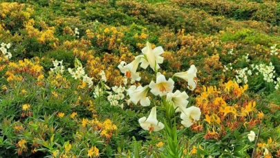 Bu çiçeğin her bir kökünü koparmanın cezası 245 bin TL