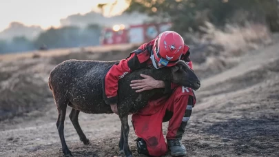 Alevlerin arasında kalan koyunu ekipler kurtardı