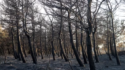 Tekirdağ'daki orman yangını kısmen kontrol altında