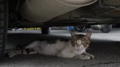 Sanayi sitesinin maskotu "psikopat" kedi