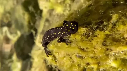 Yüzlerce sarı benekli Türk semenderi keşfedildi