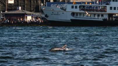 İstanbul Boğazı'nda yunuslar görüntülendi