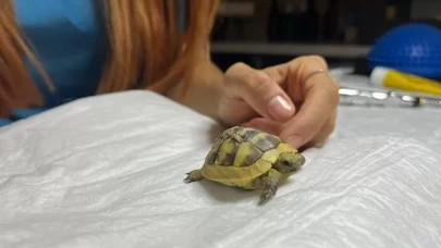 Köpek ısırığıyla yaralanan yavru kaplumbağa Kivi tedavi altında