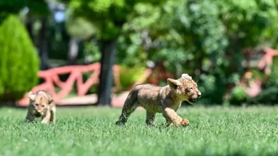 Erdoğan'ın aslanlarına isim aranıyor!