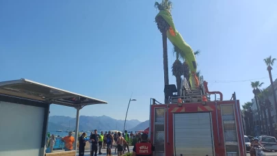 Deniz paraşütü palmiyeye takıldı