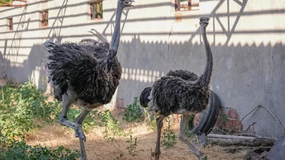 Deve kuşu Hüdhüd’ün yalnızlığı bitti, eşine kavuştu