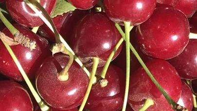 Meyve suyu ve reçel fabrikaları vişnede beklenen kaliteli ürün gelmeyince fiyatı düşürdü