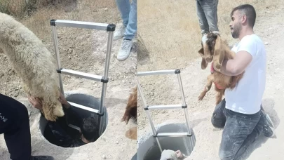 Elazığ’da kuyuya düşen keçi ve koyunları itfaiye kurtardı
