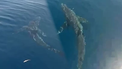 Saros’a açılan balıkçılar köpekbalığı görüntüledi