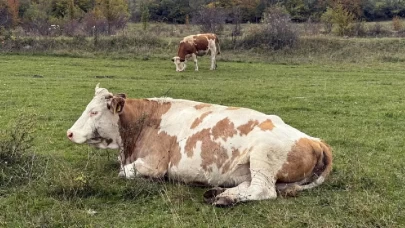 Hayvanlar bitkilerin çıkardığı gizli seslere tepki veriyor