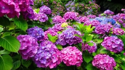 Ortanca çiçeğinin bakımı nasıl olmalı?