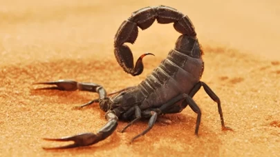 Akrep zehrinin inanılmaz etkisi ortaya çıktı: Kansere çare olabilir