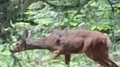 Orman işçisi, kendisine yaklaşan karacayı cep telefonu kamerasıyla görüntüledi