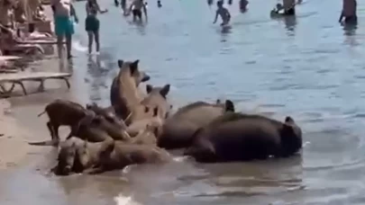 Marmaris'te yaban domuzları denize girerek serinledi