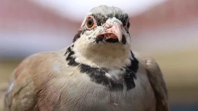 746 bin keklik doğayla buluştu!