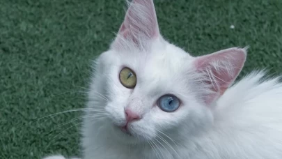 750 aile Van kedisine yuva oldu