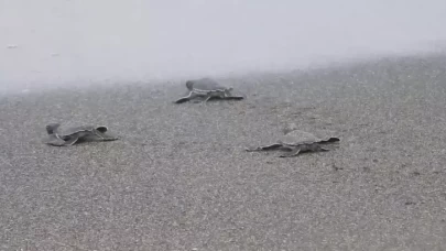 Yeşil deniz kaplumbağası yavruları denizle buluşmaya başladı
