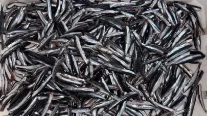 Hamsi dünya turunda!