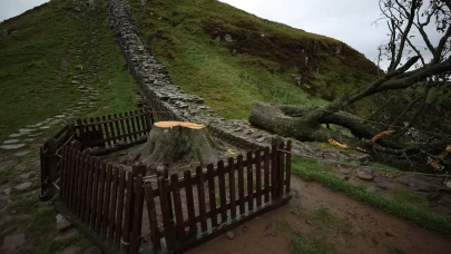 İngiltere’nin ikonik 'Sycamore Gap' ağacını kesen 2 kişiye hapis cezası