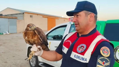 Boğazlıyan’da bulunan yaralı şahin, koruma altına alındı