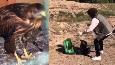 Kızıl şahin tekrar doğaya kavuştu