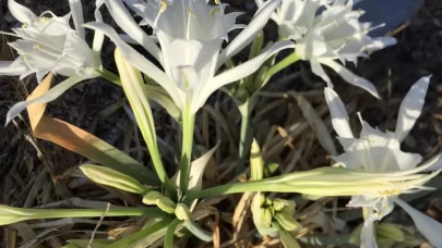 Alanya sahillerinde beyaz mucize: Kum zambakları çiçek açtı