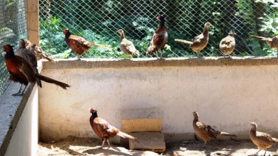 3 yılda 20 bin sülün doğaya salındı