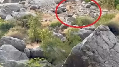 Erzincan Karanlık Kanyon’da anne ve yavru dağ keçisi görüldü